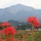 棚田 彼岸花