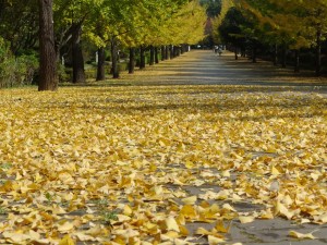 秩父ミューズパーク銀杏並木と落ち葉の絨毯2015