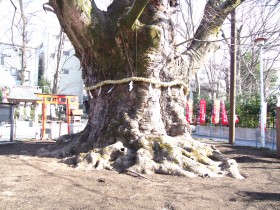 樹齢千年以上と言われる今宮神社のご神木