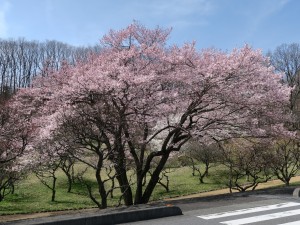 ミューズパーク梅園の桜