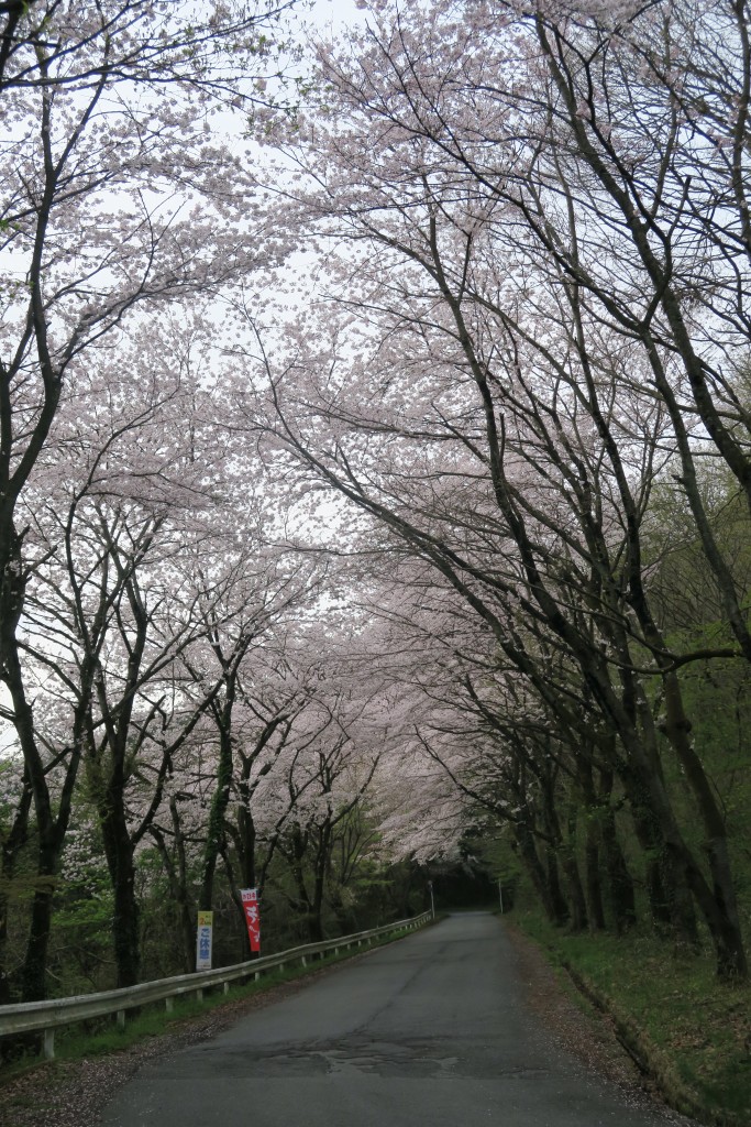 車道沿いの桜 美の山ハイキング