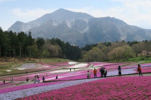 秩父羊山公園の芝桜が見頃2016.4.13