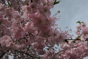 羊山公園の八重桜
