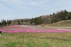 芝桜2016.3.31
