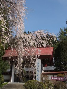札所２３番音楽寺と桜