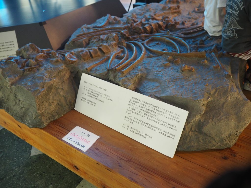 パレオパラドキシアの化石