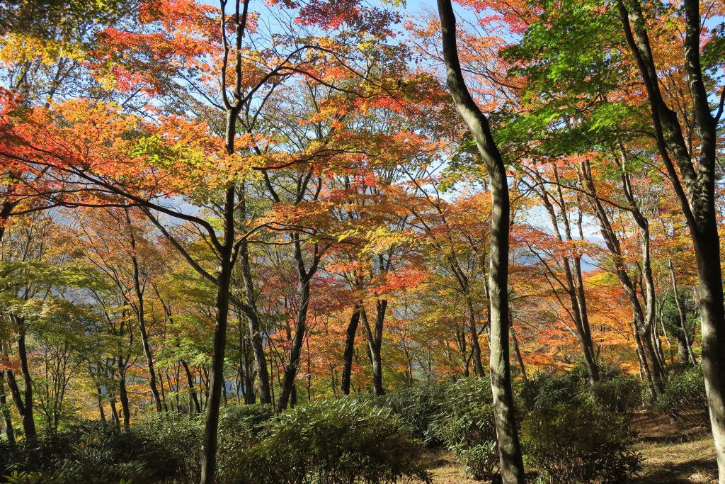 さまざまな色に紅葉する木々