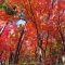 札所1番お地蔵様と紅葉