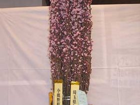両神道の駅花の展覧会2017年3月