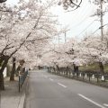 秩父 長瀞の桜新道の桜並木