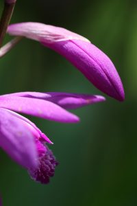 紫色の紫蘭 つぼみ 花金４