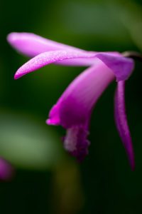 紫色の紫蘭 花びらの輝き 花金２