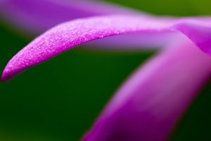 紫色の紫蘭 花びらの輝きアップ 花金３