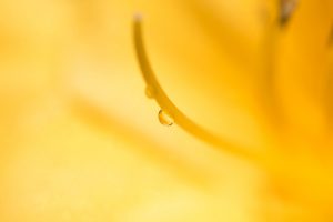 黄色いヘメロカリス 明るい水滴 花金６