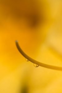 黄色のヘメロカリス 暗い水滴 花金３
