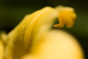 黄色のヘメロカリス 外巻きの花びら 花金２