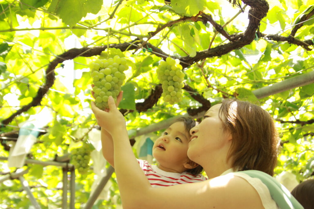 秩父フルーツファーム ぶどう狩りと石焼バーベキュー 秩父の情報サイトちーぽん
