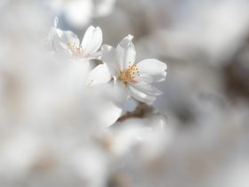 清雲時の桜 花金　アイキャッチイメージ