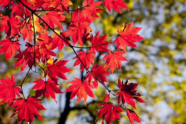 秩父大滝の紅葉祭りのイメージ